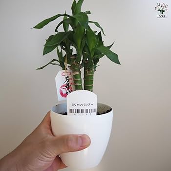 ミリオンバンブーご確認用 土を使わない観葉植物 開運竹 ミリオンバンブー （スパイラル 約
